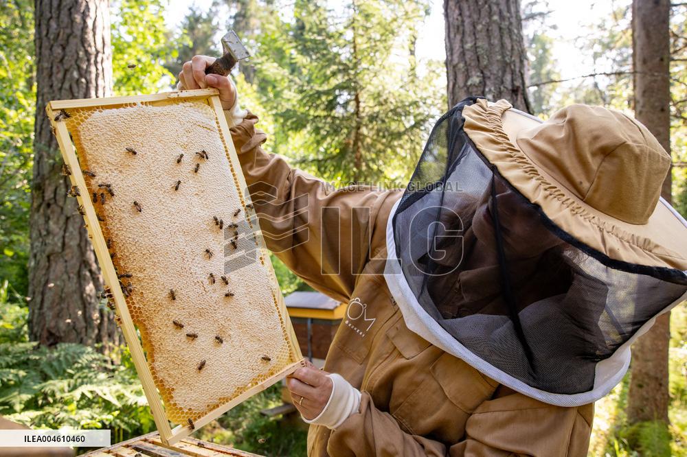 Beekeeping