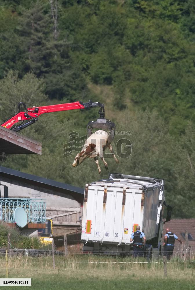 Bovine Lumpy Skin Epidemic Spreads in France - Saint Ferreol