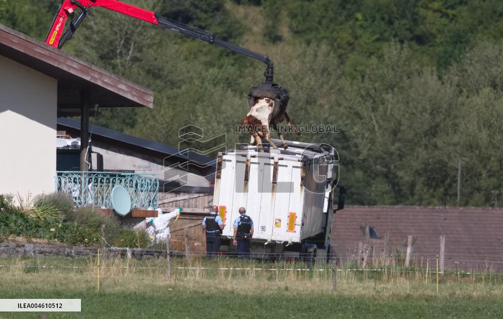 Bovine Lumpy Skin Epidemic Spreads in France - Saint Ferreol