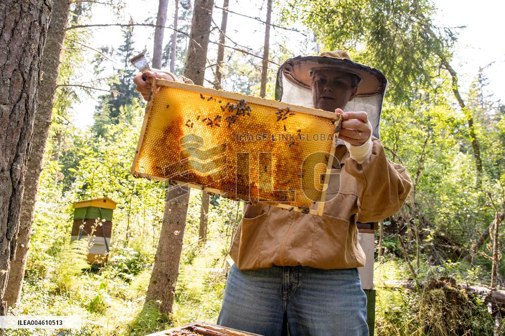 Beekeeping