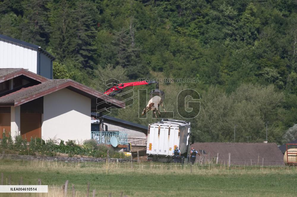 Bovine Lumpy Skin Epidemic Spreads in France - Saint Ferreol