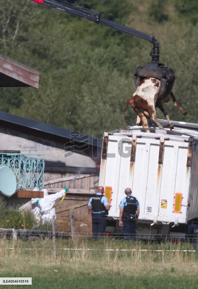 Bovine Lumpy Skin Epidemic Spreads in France - Saint Ferreol