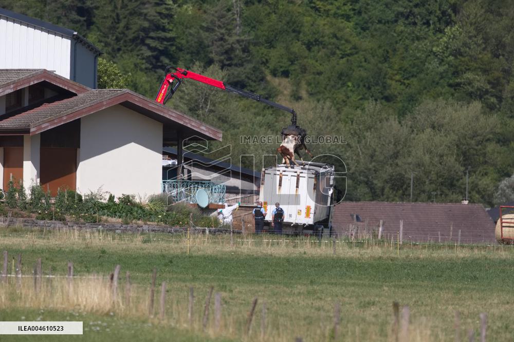 Bovine Lumpy Skin Epidemic Spreads in France - Saint Ferreol