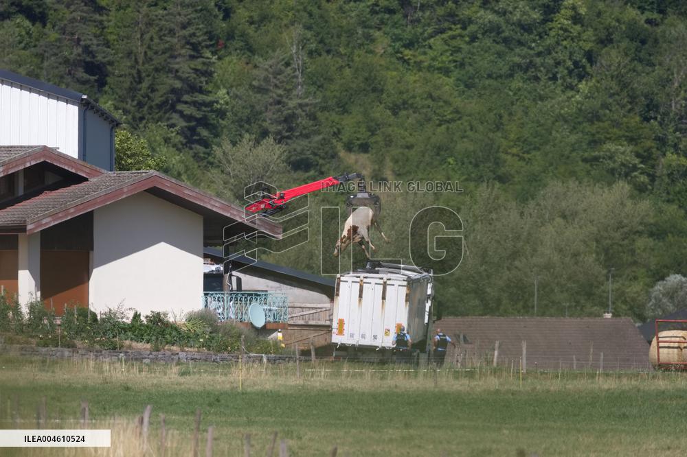 Bovine Lumpy Skin Epidemic Spreads in France - Saint Ferreol