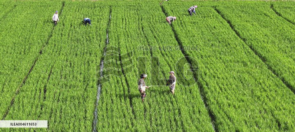 Farming