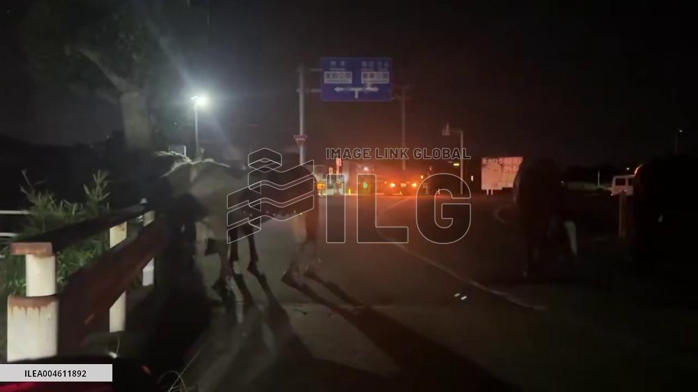 Japan: Escaped Horses Block Road in Kumamoto