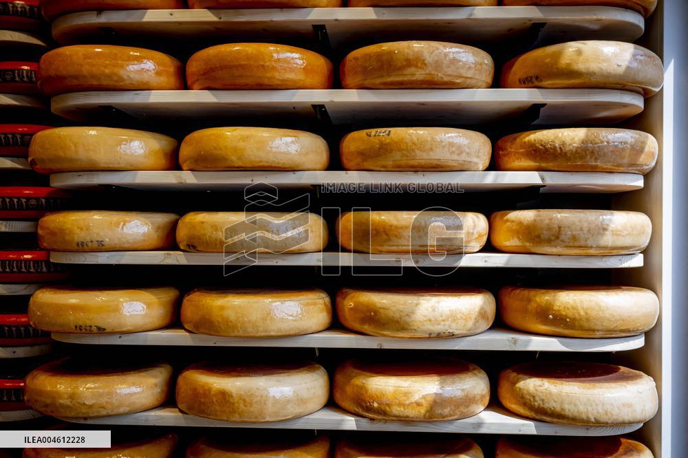 A Cheese Shop - Gouda