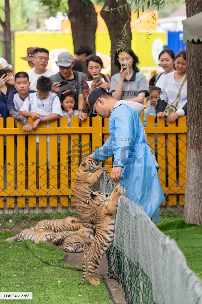 International Tiger Day - China