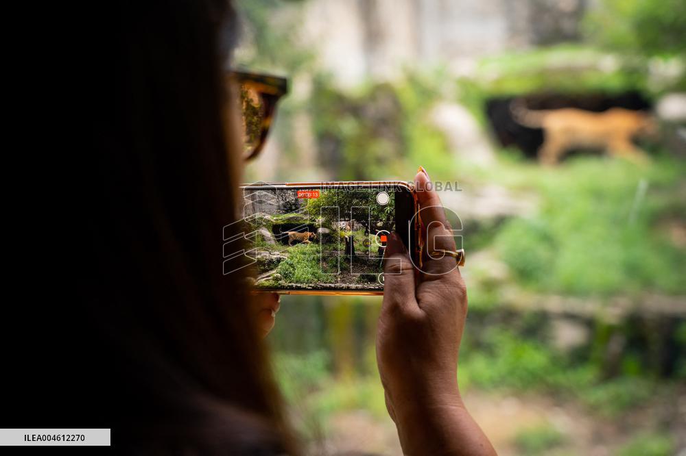 International Tiger Day - Nepal