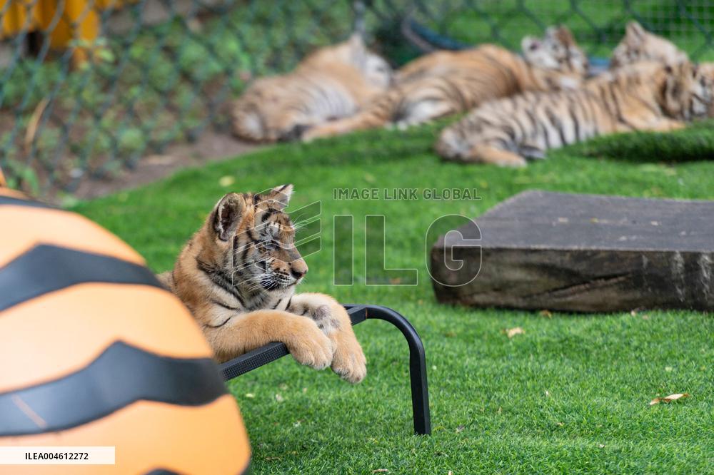 International Tiger Day - China