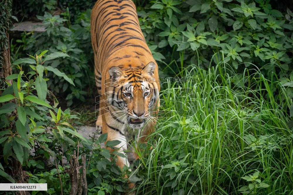 International Tiger Day - Nepal