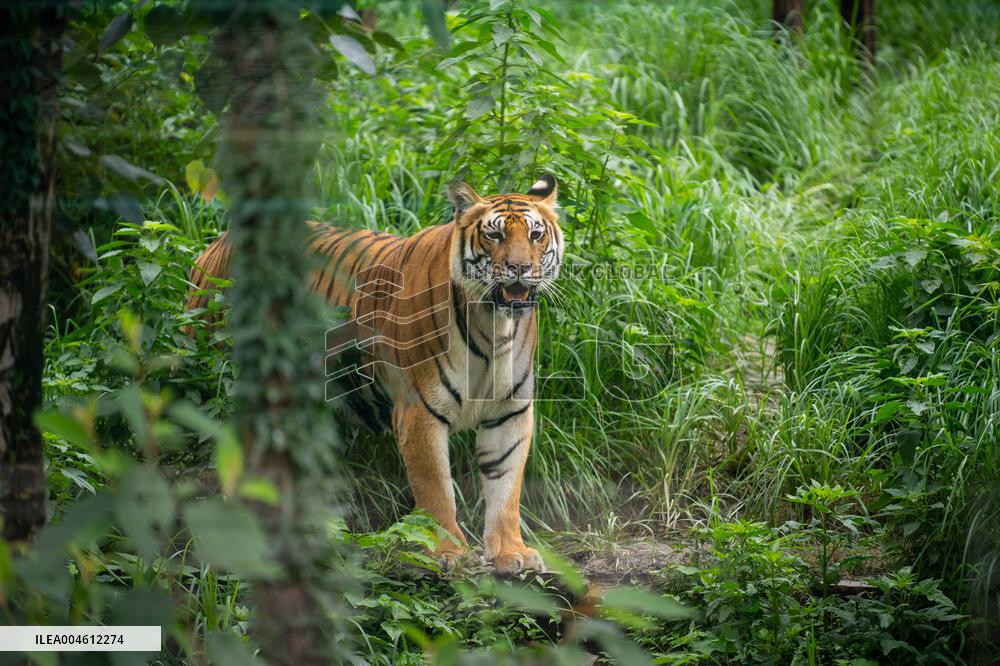 International Tiger Day - Nepal