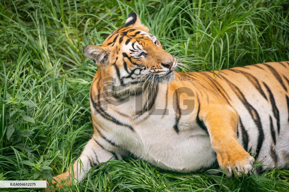 International Tiger Day - Nepal