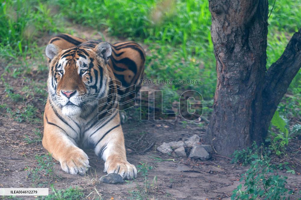 International Tiger Day - China