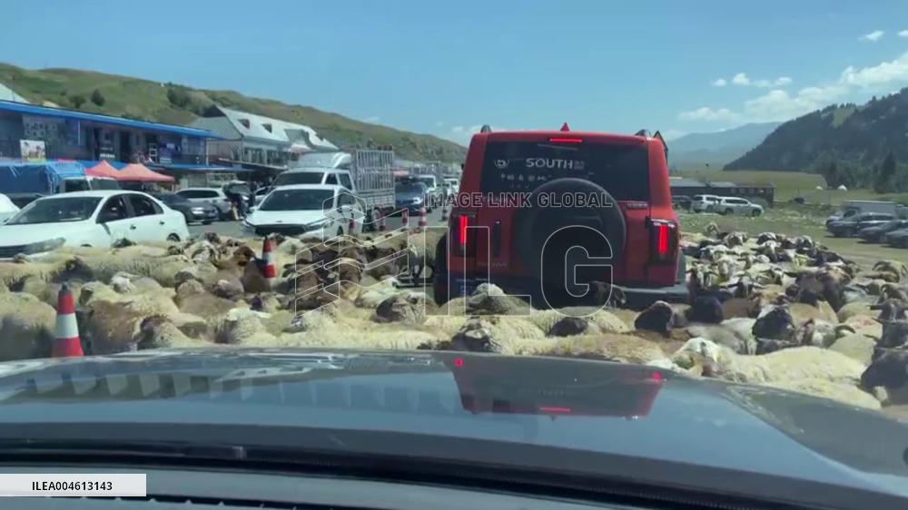 China: Farm-Style Traffic Jam as Sheep Circle Car in Ili, Xinjiang