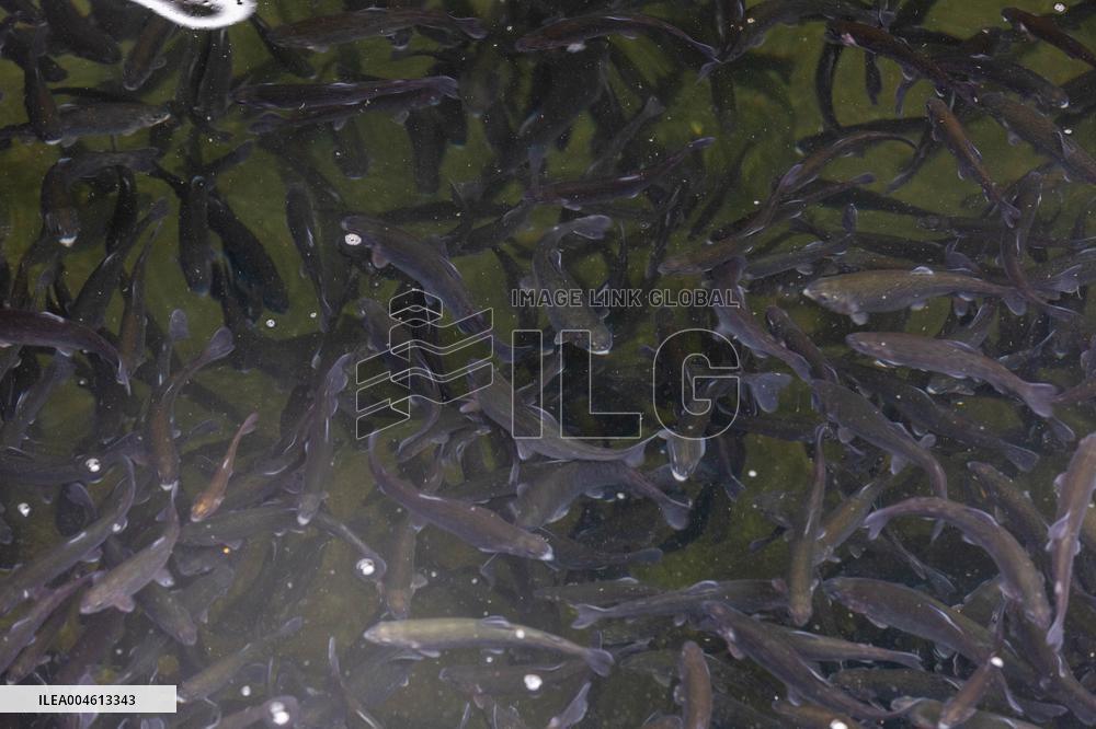 Forkala Fish Farming