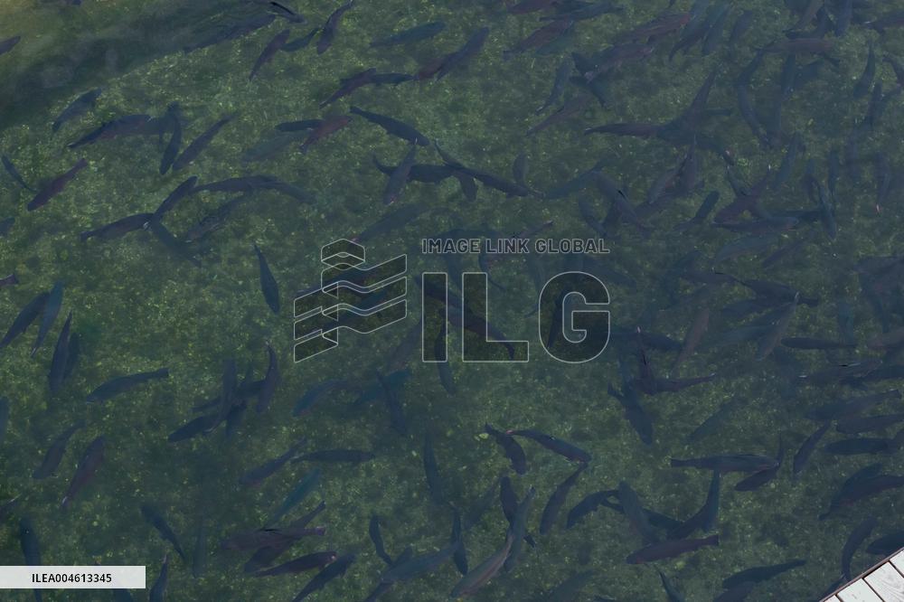 Forkala Fish Farming