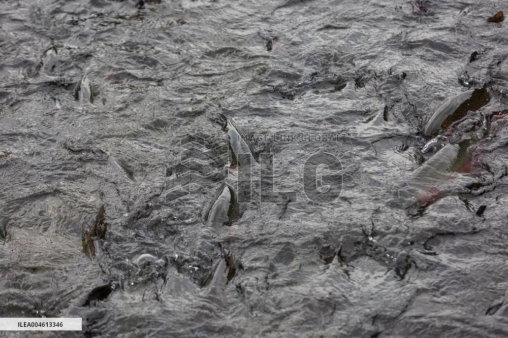 Forkala Fish Farming