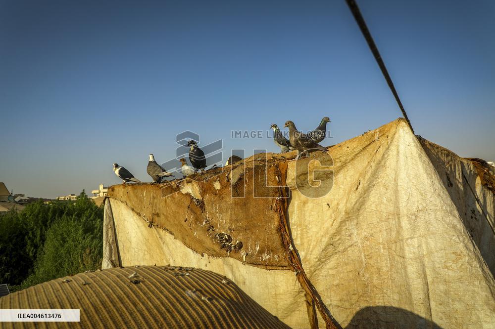 Scorching Heat Torments Displaced Families - Syria