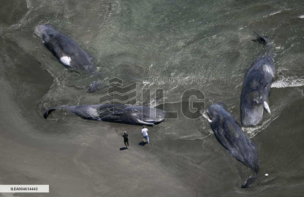 Whales beached on eastern Japan coast