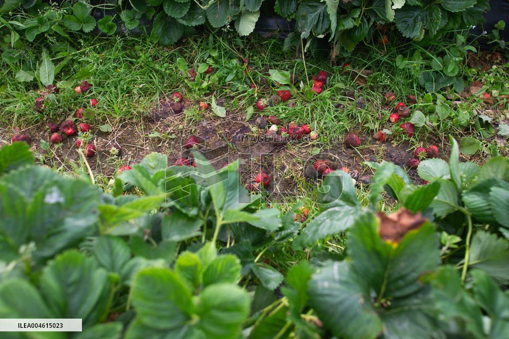Farmers struggling due to rainy summer