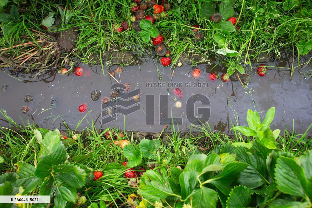 Farmers struggling due to rainy summer