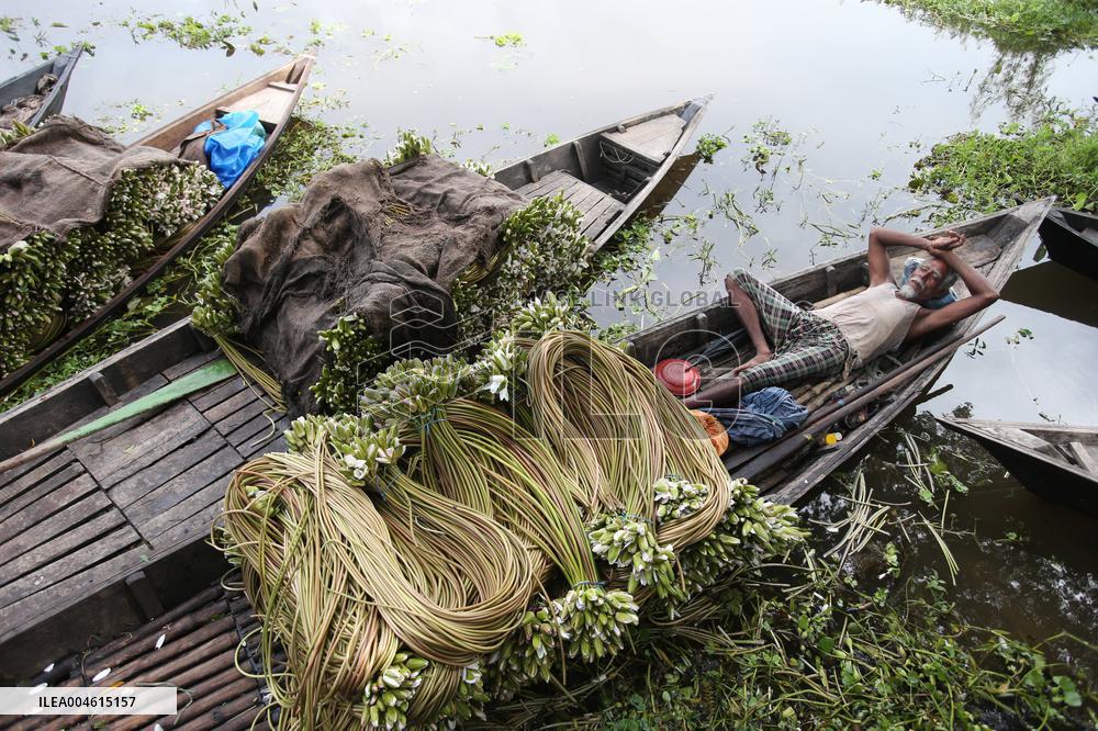 Water Lily Harvest - Bangladesh