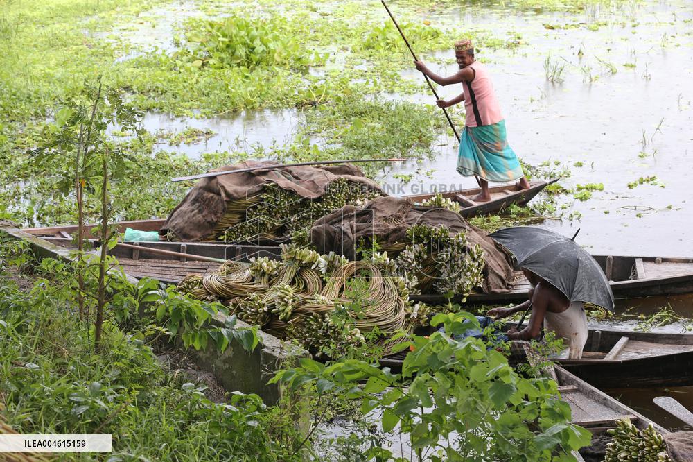 Water Lily Harvest - Bangladesh