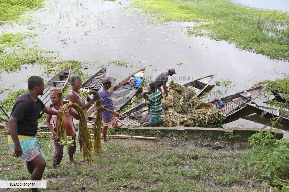 Water Lily Harvest - Bangladesh