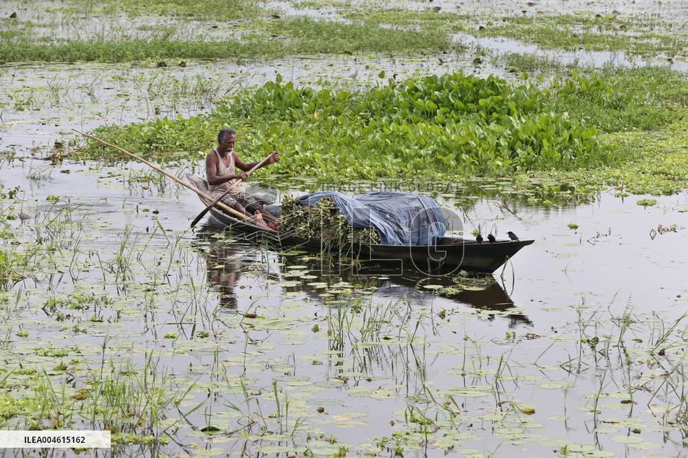 Water Lily Harvest - Bangladesh