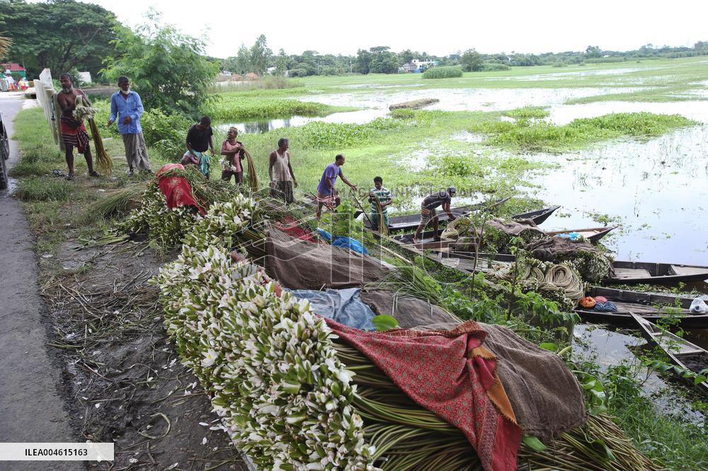 Water Lily Harvest - Bangladesh