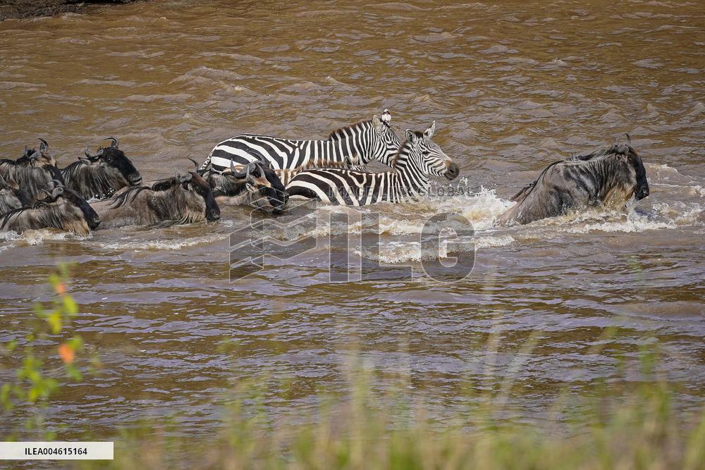 Large Herds of Animals Migrate from Tanzania to Kenya - Nairobi