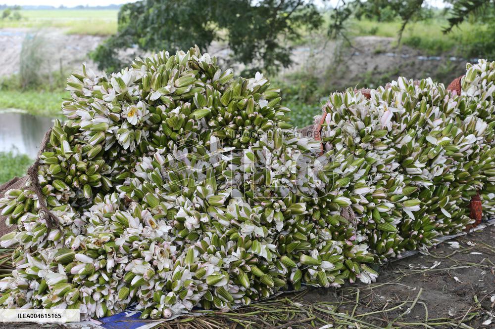 Water Lily Harvest - Bangladesh