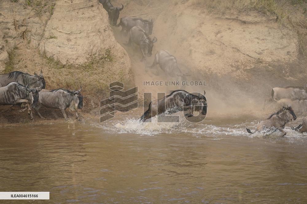 Large Herds of Animals Migrate from Tanzania to Kenya - Nairobi