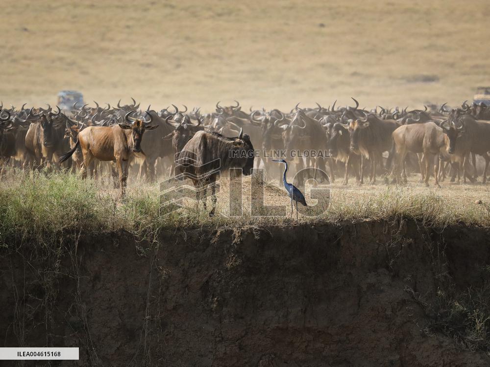 Large Herds of Animals Migrate from Tanzania to Kenya - Nairobi
