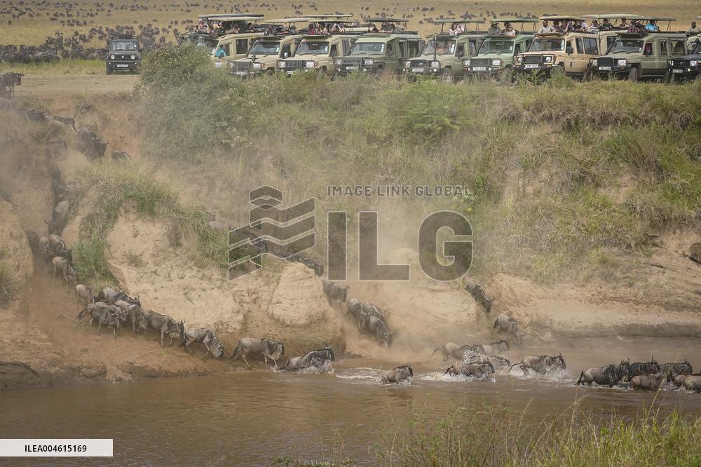 Large Herds of Animals Migrate from Tanzania to Kenya - Nairobi