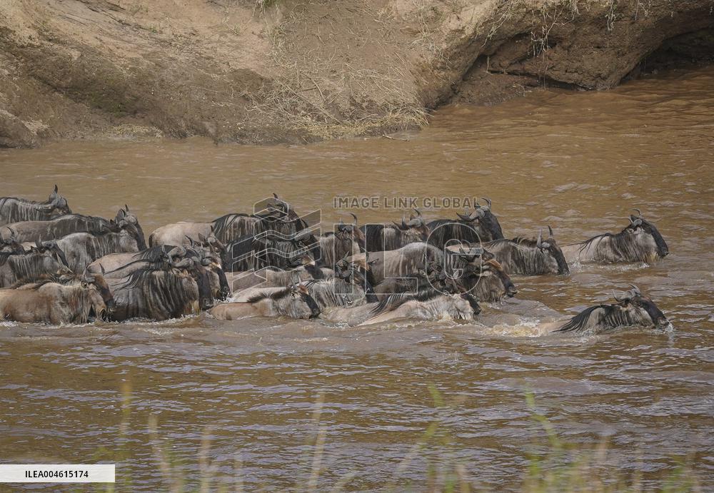 Large Herds of Animals Migrate from Tanzania to Kenya - Nairobi