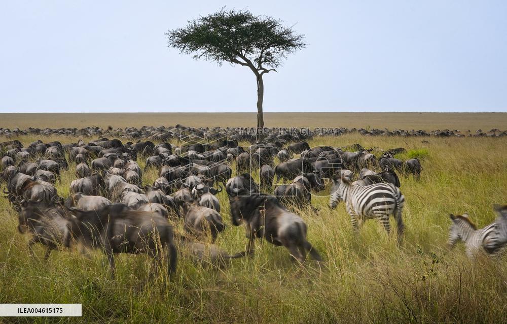 Large Herds of Animals Migrate from Tanzania to Kenya - Nairobi