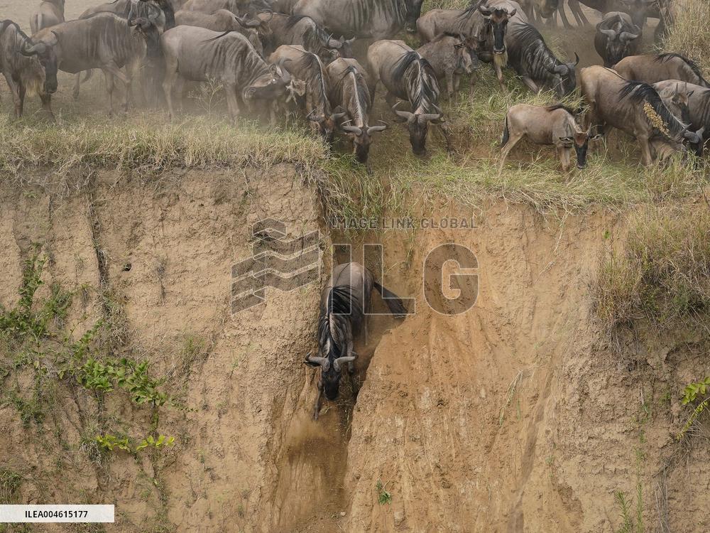 Large Herds of Animals Migrate from Tanzania to Kenya - Nairobi