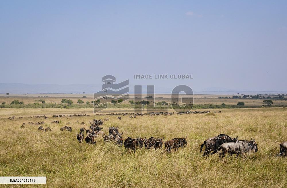 Large Herds of Animals Migrate from Tanzania to Kenya - Nairobi