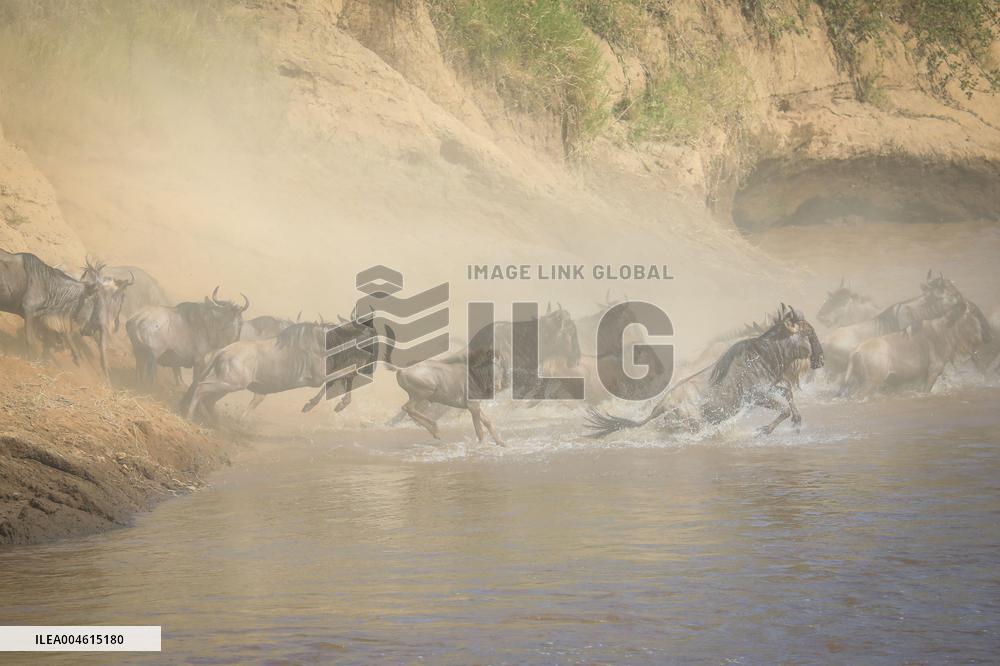 Large Herds of Animals Migrate from Tanzania to Kenya - Nairobi