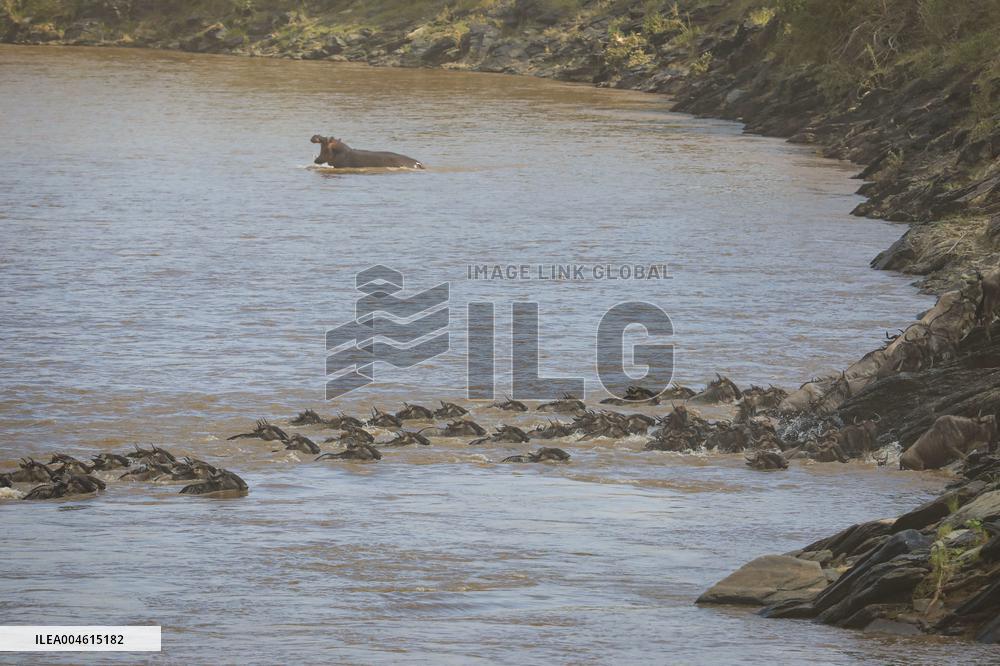 Large Herds of Animals Migrate from Tanzania to Kenya - Nairobi