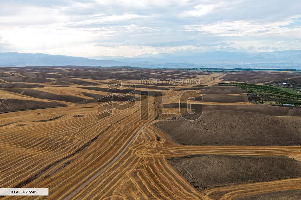 Wheat Fields - China