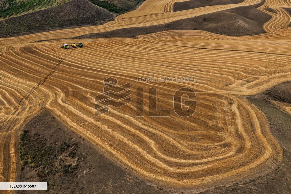 Wheat Fields - China