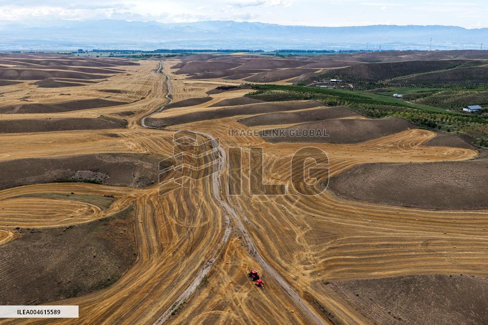 Wheat Fields - China