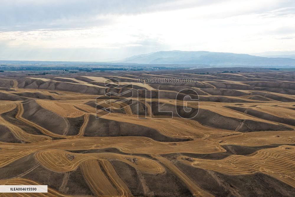 Wheat Fields - China