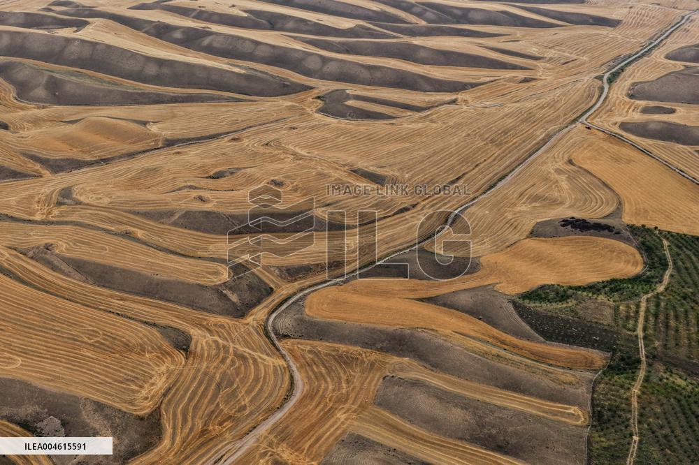 Wheat Fields - China