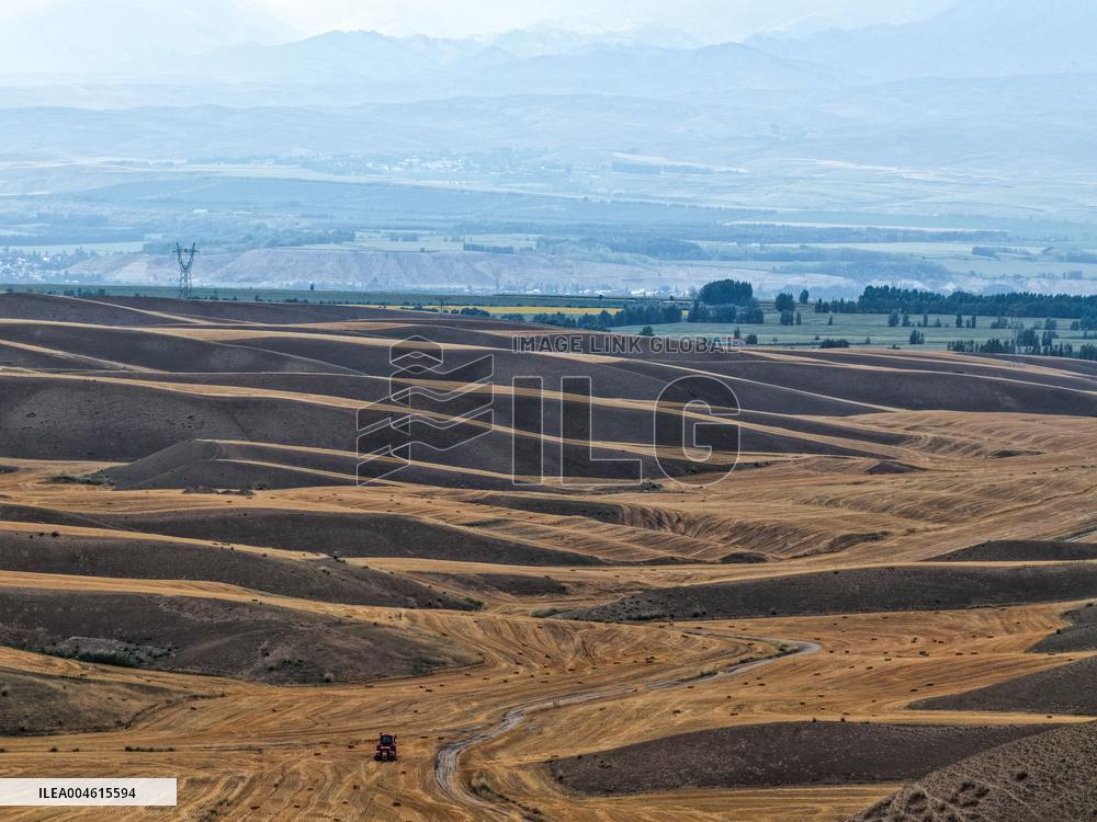 Wheat Fields - China