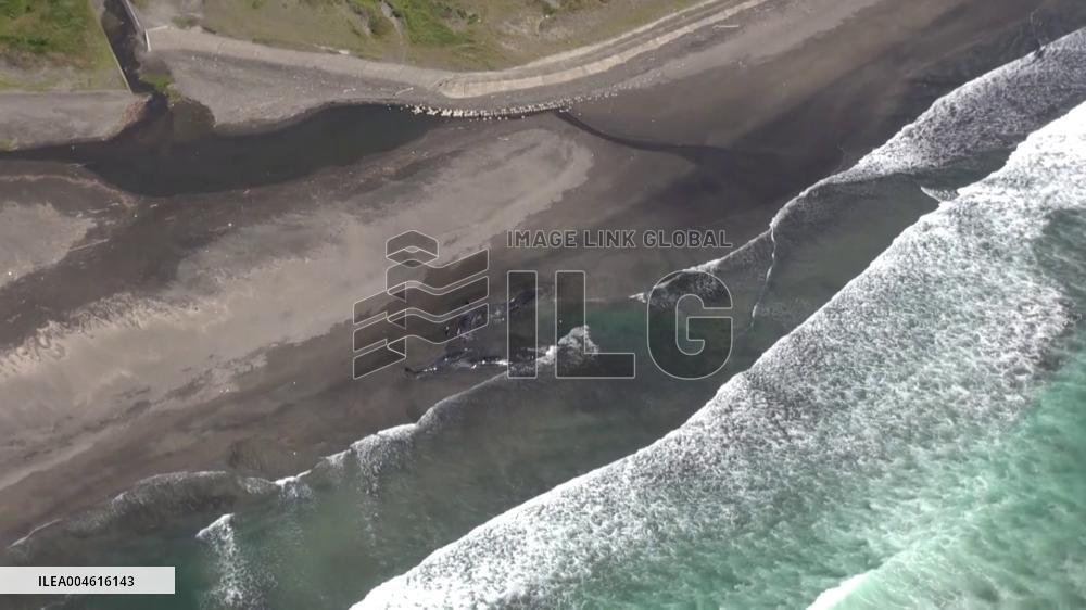 [Breaking News]Whales beached on eastern Japan coast
