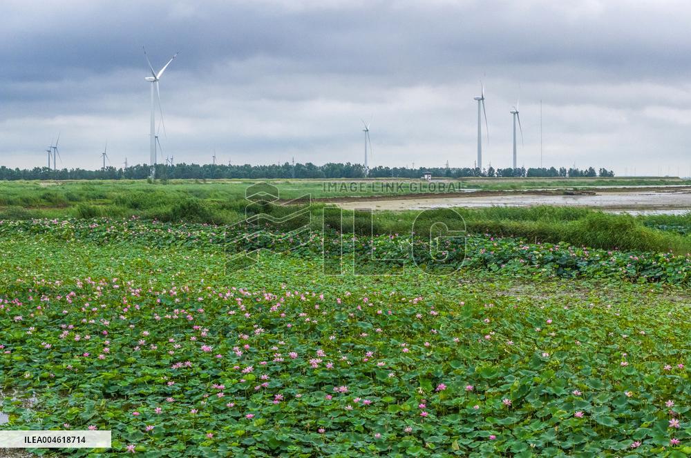 Chengzi Lake Ecological Island Experimental Zone